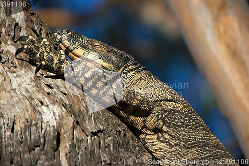 Image of goanna in tree