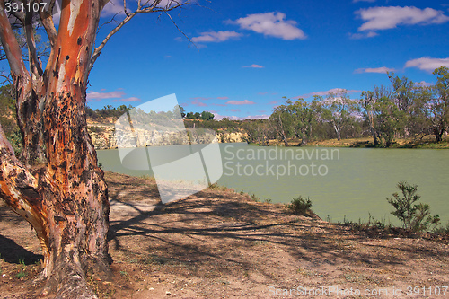 Image of river red gum