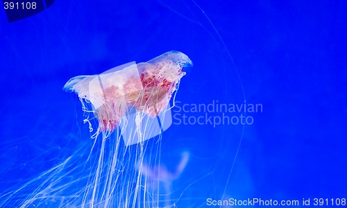 Image of jellyfish