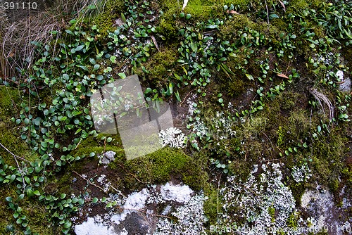 Image of moss and creeper