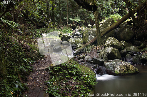 Image of rain forest