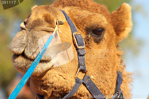 Image of close up of a camel