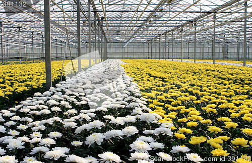 Image of Greenhouse