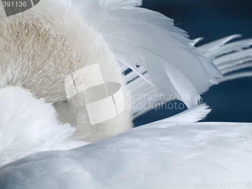 Image of Swan Abstract