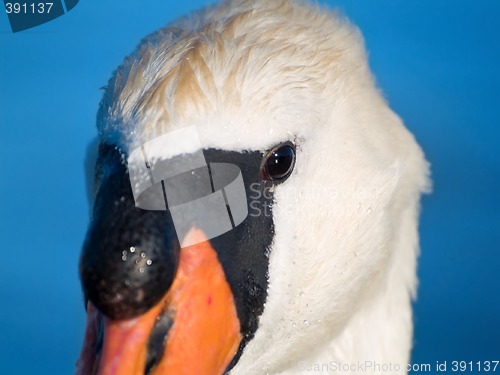 Image of Mute Swan