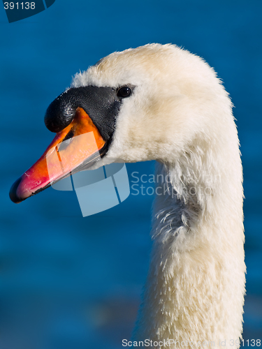 Image of Mute Swan