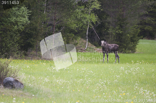 Image of moose