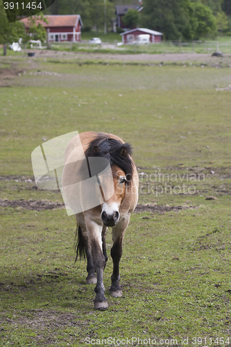 Image of gotland pony