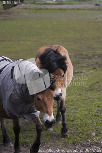 Image of gotland ponies