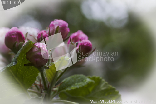 Image of appleblossoms