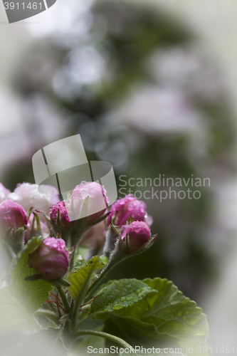 Image of appleblossom