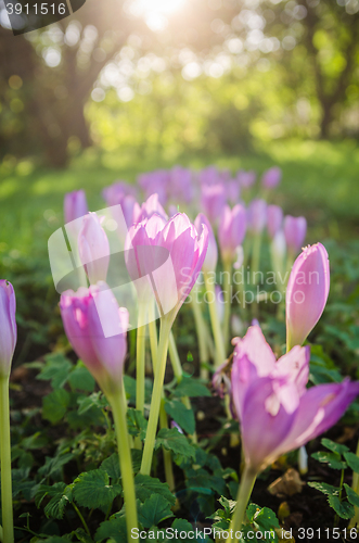 Image of Pink blossoming crocuses in the garden, close up