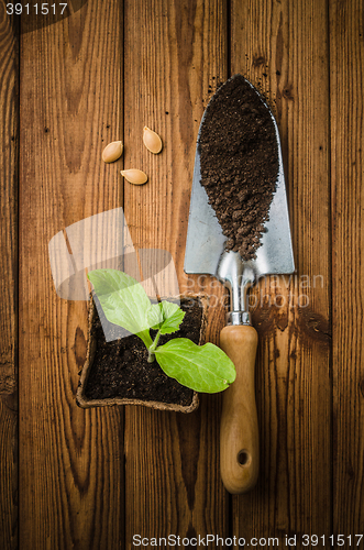 Image of Still-life with sprouts and the garden tool, the top view