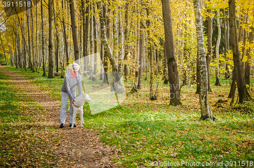 Image of Woman with dog walking in the birch alley, sunny autumn day