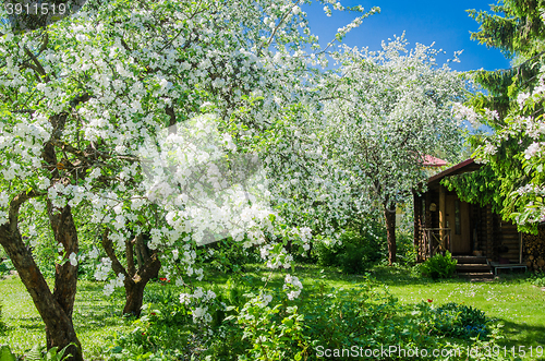 Image of Garden with blossoming apple-trees, a spring landscape