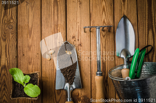Image of Still-life with sprouts and the garden tool, the top view