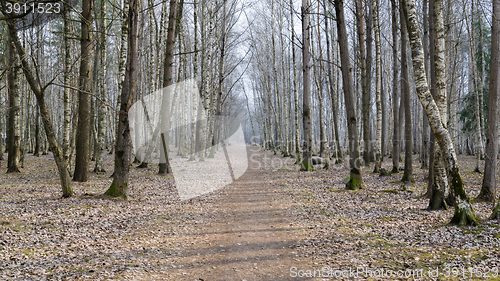 Image of spring landscape with footpath in the woods