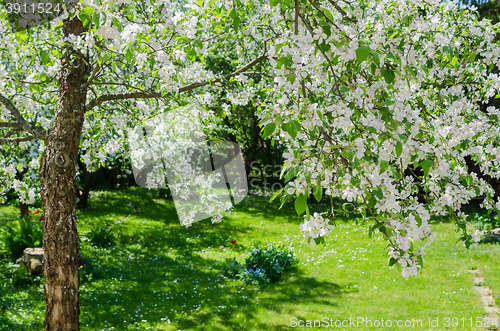 Image of Garden with blossoming apple-trees, a spring landscape