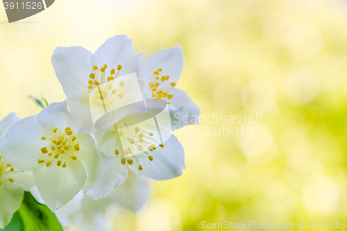 Image of Blooming jasmine bush, close-up