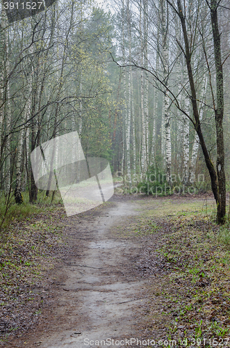 Image of Foggy spring landscape with footpath in the woods