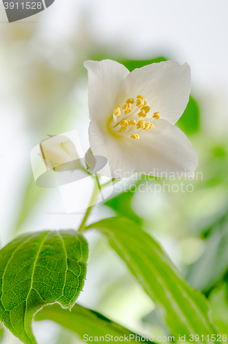 Image of Blooming jasmine bush, close-up