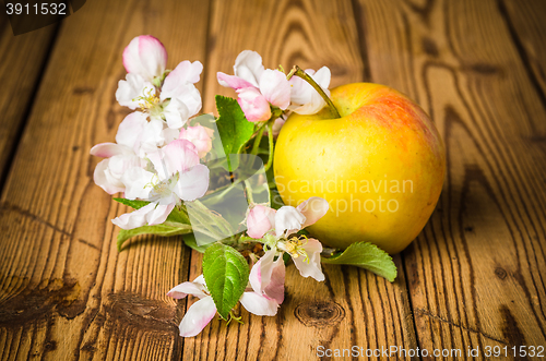 Image of Ripe apple and blossoming branch of an apple-tree on a wooden su