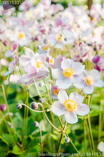 Image of Beautiful flowers anemones Japanese in a garden, a close up