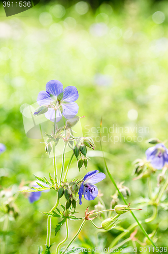 Image of Flax flowers close up on the field