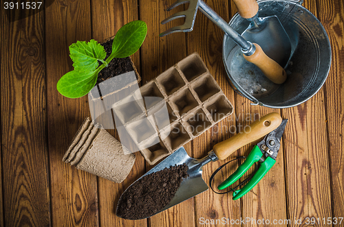 Image of Seedlings and garden tools on a wooden surface, top view