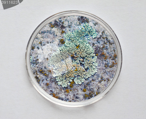 Image of Petri dish for cell culture