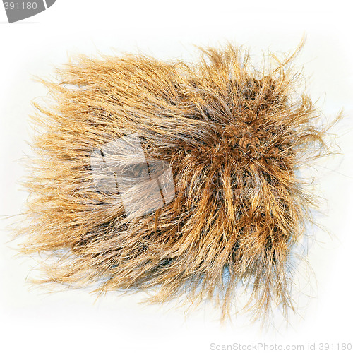 Image of Carpet shaggy