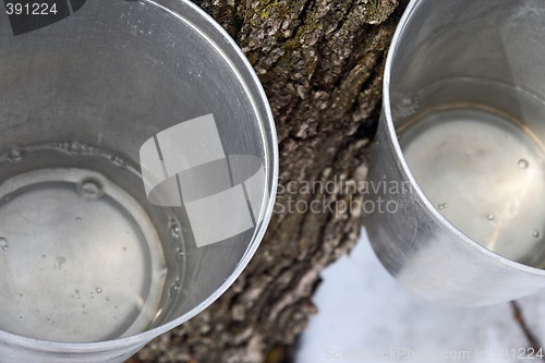 Image of Maple sap in buckets attached to a tree