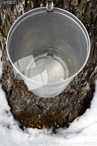 Image of Bucket on a tree filled with maple sap