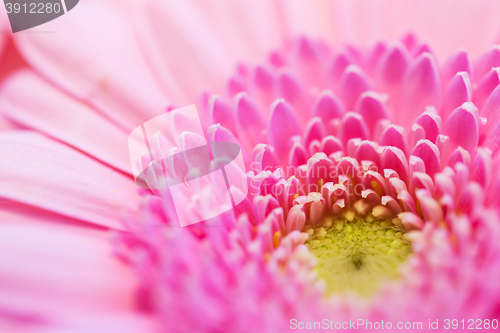 Image of close up of beautiful pink gerbera flower