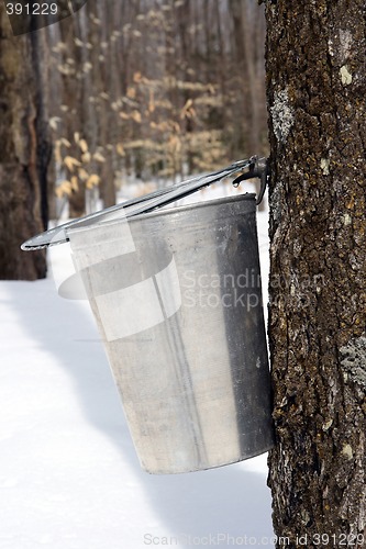 Image of Droplet of maple sap ready to fall into a pail