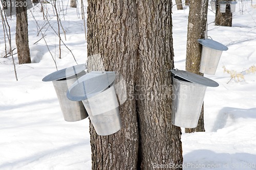 Image of Metal pails for collecting maple sap