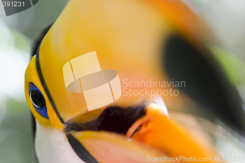 Image of Close-up of a toco toucan