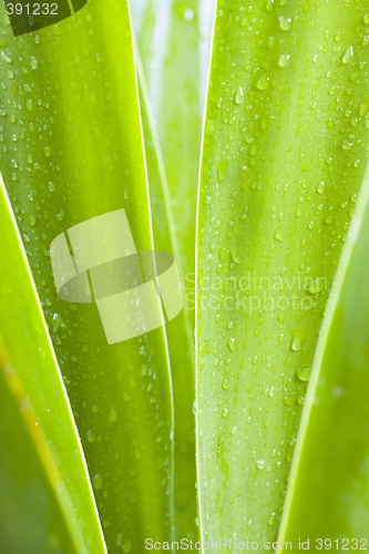 Image of Waterdrops on green leaves