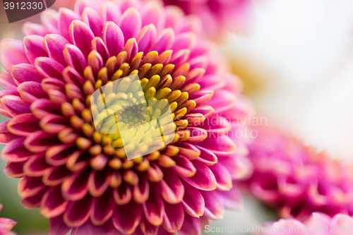 Image of close up of beautiful pink chrysanthemum flowers