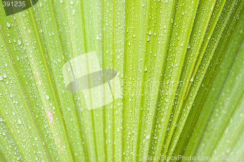 Image of Waterdrops on palm