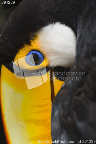 Image of Toco toucan