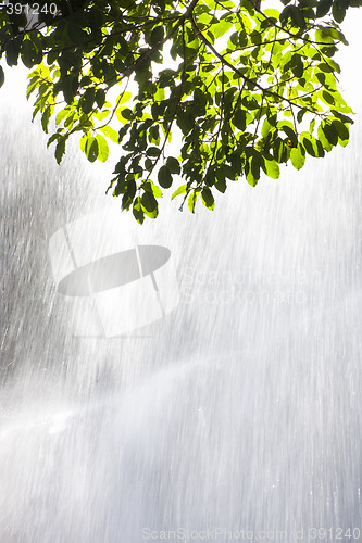 Image of Green leaves in front of a waterfall