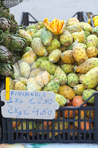 Image of Indian Fig Opuntia