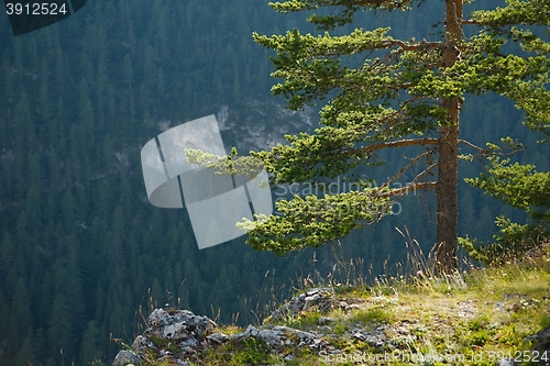 Image of Pine tree detail