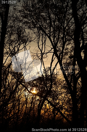 Image of Bare tree branches