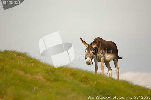 Image of Grazing Donkey i