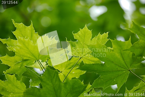 Image of Leaves