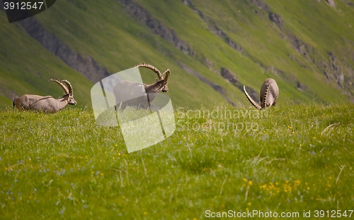 Image of Alpine Ibex Grazing