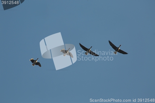 Image of Some Geese Flying