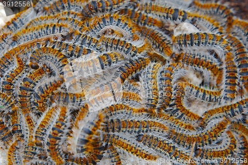 Image of Caterpillars crawling in swarm